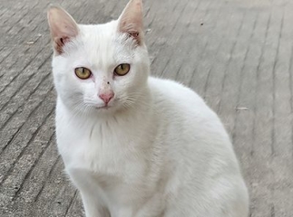 khao manee